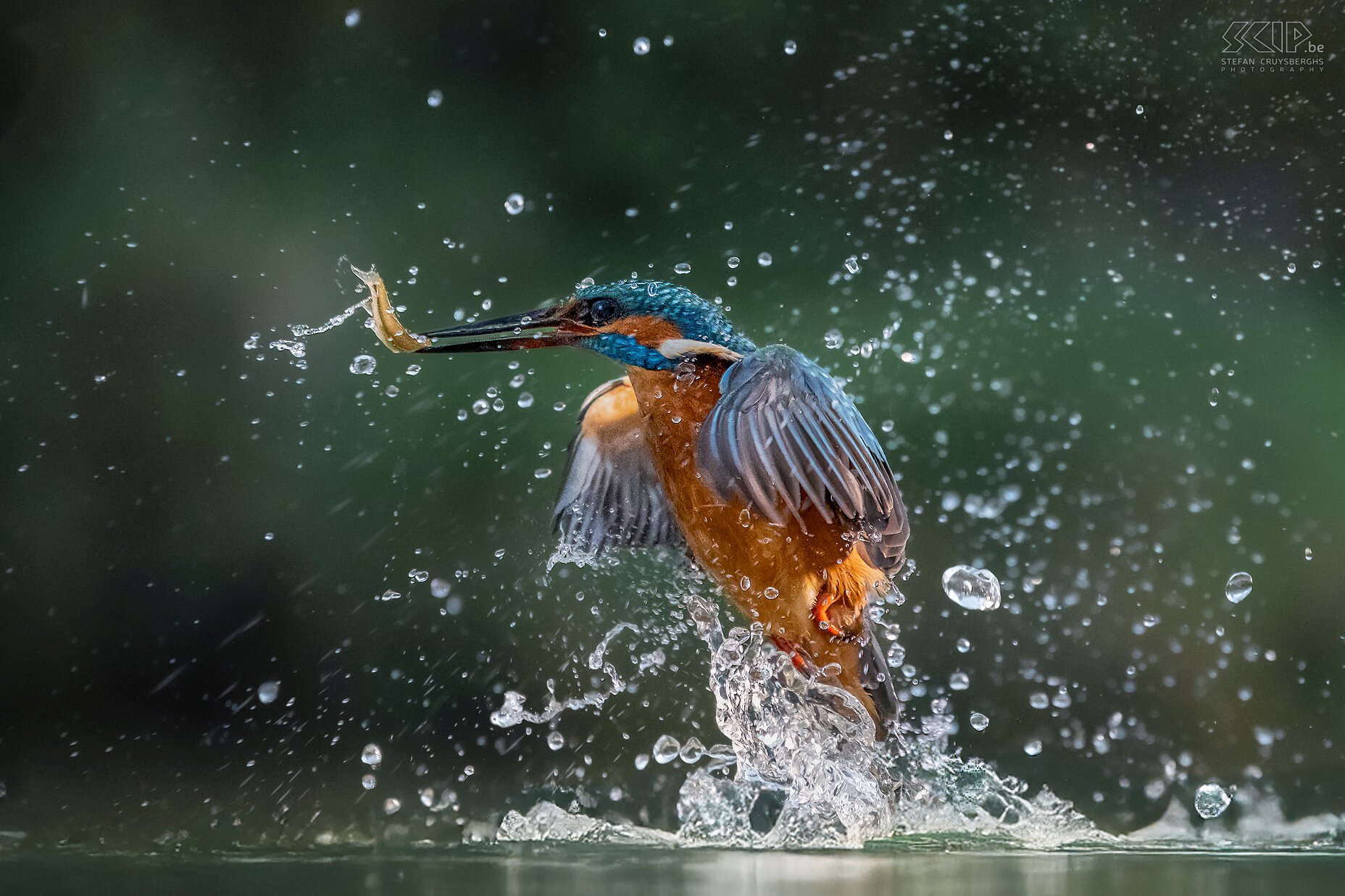Kingfisher Photographing kingfishers while diving is a really fun challenge... Stefan Cruysberghs